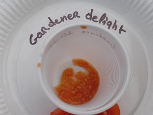 Tomate 11 (graines dans un verre)
